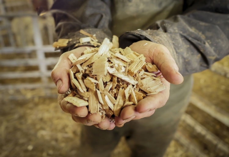 wood-chip-for-biomass