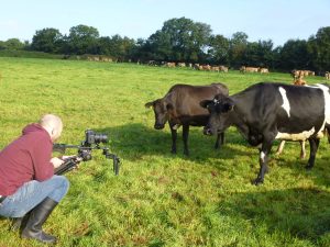 LimeGreen Marketing videoing cows for P4 Rapid