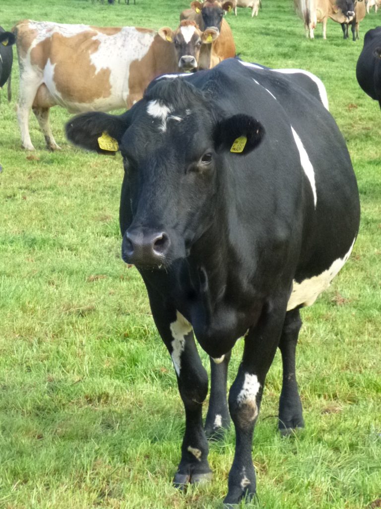 Dairy Cow P4 Rapid